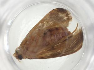  ( - CBG-A34471-A01)  @11 [ ] CreativeCommons - Attribution Share - Alike (2024) Centre for Biodiversity Genomics Centre for Biodiversity Genomics