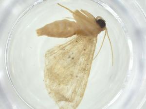  (Idaea Malaise9042 - CBG-A34489-H03)  @11 [ ] CreativeCommons - Attribution Share - Alike (2024) Centre for Biodiversity Genomics Centre for Biodiversity Genomics
