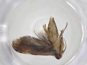  (gelJanzen01 Janzen1530 - CBG-A34514-H09)  @11 [ ] CreativeCommons - Attribution Share - Alike (2024) Centre for Biodiversity Genomics Centre for Biodiversity Genomics