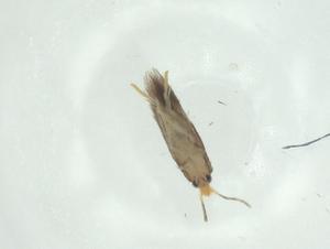  ( - CBG-A34521-D09)  @11 [ ] CreativeCommons - Attribution Share - Alike (2024) Centre for Biodiversity Genomics Centre for Biodiversity Genomics