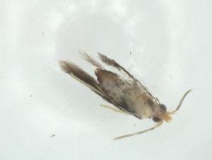  ( - CBG-A34523-D10)  @11 [ ] CreativeCommons - Attribution Share - Alike (2024) Centre for Biodiversity Genomics Centre for Biodiversity Genomics