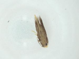  ( - CBG-A34526-A05)  @11 [ ] CreativeCommons - Attribution Share - Alike (2024) Centre for Biodiversity Genomics Centre for Biodiversity Genomics