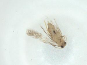  ( - CBG-A34526-C04)  @11 [ ] CreativeCommons - Attribution Share - Alike (2024) Centre for Biodiversity Genomics Centre for Biodiversity Genomics