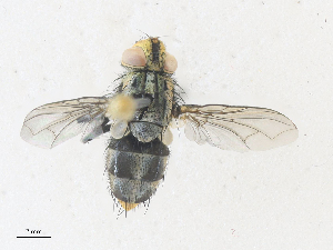  ( - CBG-A35157-A12)  @11 [ ] CreativeCommons - Attribution Share - Alike (2024) CBG Photography Group Centre for Biodiversity Genomics