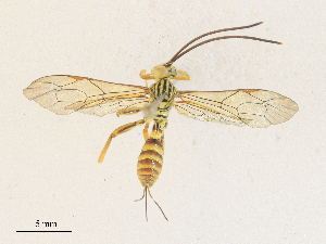  ( - CBG-A35157-E02)  @11 [ ] CreativeCommons - Attribution Share - Alike (2024) CBG Photography Group Centre for Biodiversity Genomics