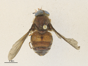  ( - CBG-A35160-A03)  @11 [ ] CreativeCommons - Attribution Share - Alike (2024) CBG Photography Group Centre for Biodiversity Genomics