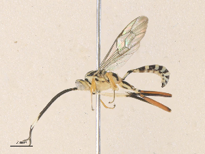  ( - CBG-A35161-H04)  @11 [ ] CreativeCommons - Attribution Share - Alike (2024) CBG Photography Group Centre for Biodiversity Genomics