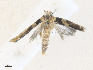  ( - CBG-A35194-B02)  @11 [ ] CreativeCommons - Attribution Share - Alike (2024) CBG Photography Group Centre for Biodiversity Genomics