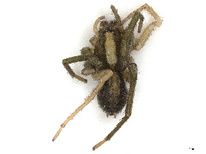  ( - CBG-A35194-H11)  @11 [ ] CreativeCommons - Attribution Share-Alike (2024) CBG Photography Group Centre for Biodiversity Genomics