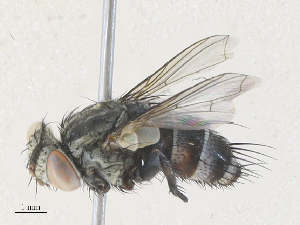  ( - CBG-A35195-C05)  @11 [ ] CreativeCommons - Attribution Share - Alike (2024) CBG Photography Group Centre for Biodiversity Genomics