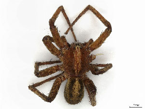  ( - CBG-A35196-H05)  @11 [ ] CreativeCommons - Attribution Share-Alike (2024) CBG Photography Group Centre for Biodiversity Genomics