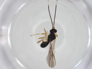  ( - CBG-A35207-E08)  @11 [ ] CreativeCommons - Attribution Share - Alike (2024) Centre for Biodiversity Genomics Centre for Biodiversity Genomics