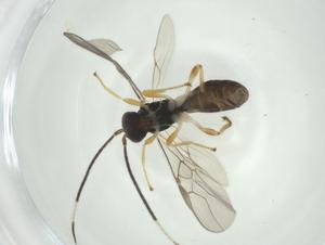  ( - CBG-A35226-A10)  @11 [ ] CreativeCommons - Attribution Share - Alike (2024) Centre for Biodiversity Genomics Centre for Biodiversity Genomics