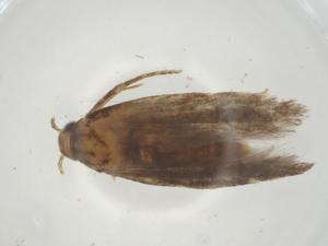  (Keiferia Malaise8493 - CBG-A35232-C03)  @11 [ ] CreativeCommons - Attribution Share - Alike (2024) Centre for Biodiversity Genomics Centre for Biodiversity Genomics