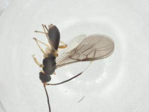  ( - CBG-A35237-D05)  @11 [ ] CreativeCommons - Attribution Share - Alike (2024) Centre for Biodiversity Genomics Centre for Biodiversity Genomics