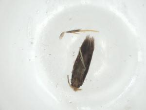  ( - CBG-A36126-F05)  @11 [ ] CreativeCommons - Attribution Share - Alike (2024) Centre for Biodiversity Genomics Centre for Biodiversity Genomics