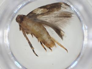  ( - CBG-A36132-E04)  @11 [ ] CreativeCommons - Attribution Share - Alike (2024) Centre for Biodiversity Genomics Centre for Biodiversity Genomics