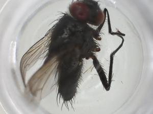  ( - CBG-A36137-A11)  @11 [ ] CreativeCommons - Attribution Share - Alike (2024) Centre for Biodiversity Genomics Centre for Biodiversity Genomics