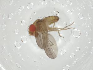  (Drosophila nebulosa - CBG-A36137-D04)  @11 [ ] CreativeCommons - Attribution Share - Alike (2024) Centre for Biodiversity Genomics Centre for Biodiversity Genomics