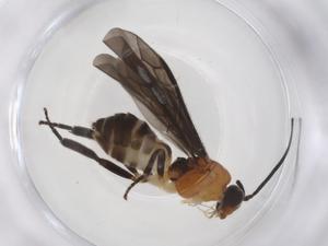  ( - CBG-A36173-A05)  @11 [ ] CreativeCommons - Attribution Share - Alike (2024) Centre for Biodiversity Genomics Centre for Biodiversity Genomics