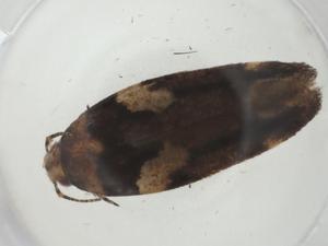  ( - CBG-A36295-A01)  @11 [ ] CreativeCommons - Attribution Share - Alike (2024) Centre for Biodiversity Genomics Centre for Biodiversity Genomics