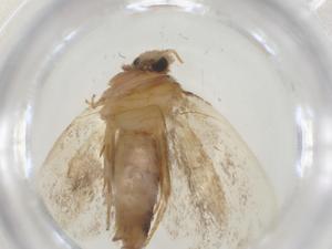  ( - CBG-A36318-B02)  @11 [ ] CreativeCommons - Attribution Share - Alike (2024) Centre for Biodiversity Genomics Centre for Biodiversity Genomics