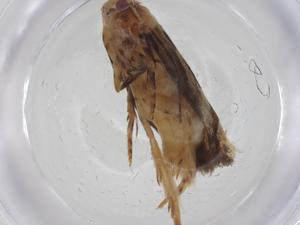  ( - CBG-A36326-B10)  @11 [ ] CreativeCommons - Attribution Share - Alike (2024) Centre for Biodiversity Genomics Centre for Biodiversity Genomics