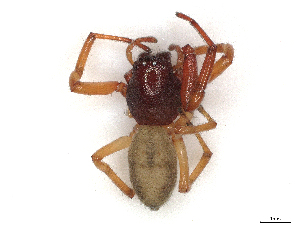  ( - CBG-A36713-H06)  @11 [ ] CreativeCommons - Attribution Share-Alike (2024) CBG Photography Group Centre for Biodiversity Genomics