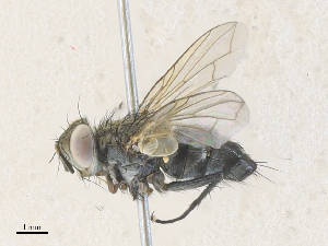  ( - CBG-A36715-D03)  @11 [ ] CreativeCommons - Attribution Share - Alike (2024) CBG Photography Group Centre for Biodiversity Genomics