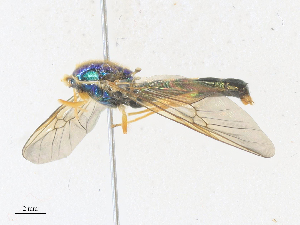  ( - CBG-A36715-D12)  @11 [ ] CreativeCommons - Attribution Share - Alike (2024) CBG Photography Group Centre for Biodiversity Genomics