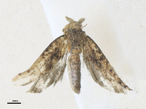  ( - CBG-A36865-F08)  @11 [ ] CreativeCommons - Attribution Share - Alike (2024) CBG Photography Group Centre for Biodiversity Genomics