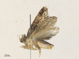  ( - CBG-A36865-G05)  @11 [ ] CreativeCommons - Attribution Share - Alike (2024) CBG Photography Group Centre for Biodiversity Genomics