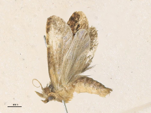  ( - CBG-A36865-H07)  @11 [ ] CreativeCommons - Attribution Share - Alike (2024) CBG Photography Group Centre for Biodiversity Genomics