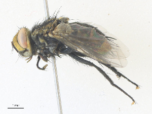  ( - CBG-A36869-A09)  @11 [ ] CreativeCommons - Attribution Share - Alike (2024) CBG Photography Group Centre for Biodiversity Genomics