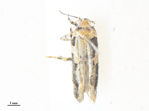  ( - CBG-A38417-E09)  @11 [ ] CreativeCommons - Attribution Share - Alike (2024) CBG Photography Group Centre for Biodiversity Genomics