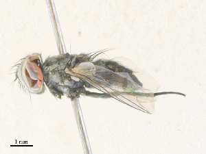  ( - CBG-A38418-A02)  @11 [ ] CreativeCommons - Attribution Share - Alike (2024) CBG Photography Group Centre for Biodiversity Genomics