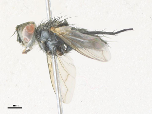  ( - CBG-A38418-A06)  @11 [ ] CreativeCommons - Attribution Share - Alike (2024) CBG Photography Group Centre for Biodiversity Genomics