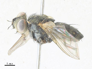  ( - CBG-A38418-A09)  @11 [ ] CreativeCommons - Attribution Share - Alike (2024) CBG Photography Group Centre for Biodiversity Genomics