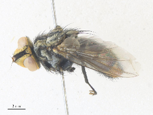  ( - CBG-A38418-C09)  @11 [ ] CreativeCommons - Attribution Share - Alike (2024) CBG Photography Group Centre for Biodiversity Genomics