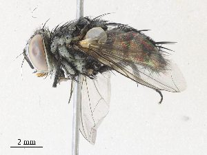  (Pseudosturmia Janzen34 - CBG-A30963-E07)  @11 [ ] CreativeCommons - Attribution Share - Alike (2024) CBG Photography Group Centre for Biodiversity Genomics