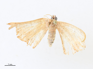  ( - CBG-A30964-A11)  @11 [ ] CreativeCommons - Attribution Share - Alike (2024) CBG Photography Group Centre for Biodiversity Genomics
