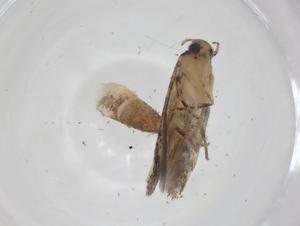  ( - CBG-A31377-B08)  @11 [ ] CreativeCommons - Attribution Share - Alike (2024) Centre for Biodiversity Genomics Centre for Biodiversity Genomics