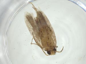  ( - CBG-A31384-H03)  @11 [ ] CreativeCommons - Attribution Share - Alike (2024) Centre for Biodiversity Genomics Centre for Biodiversity Genomics