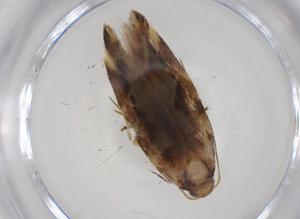  (Aristotelia BioLep8775 - CBG-A31398-G04)  @11 [ ] CreativeCommons - Attribution Share - Alike (2024) Centre for Biodiversity Genomics Centre for Biodiversity Genomics