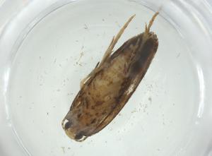  ( - CBG-A31403-C12)  @11 [ ] CreativeCommons - Attribution Share - Alike (2024) Centre for Biodiversity Genomics Centre for Biodiversity Genomics