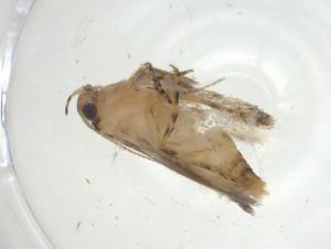  ( - CBG-A31404-C12)  @11 [ ] CreativeCommons - Attribution Share - Alike (2024) Centre for Biodiversity Genomics Centre for Biodiversity Genomics