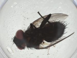  ( - CBG-A31406-F12)  @11 [ ] CreativeCommons - Attribution Share - Alike (2024) Centre for Biodiversity Genomics Centre for Biodiversity Genomics