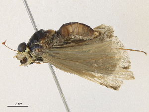  ( - CBG-A31778-G05)  @11 [ ] CreativeCommons - Attribution Share - Alike (2024) CBG Photography Group Centre for Biodiversity Genomics