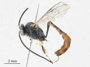  (Casinaria Janzen10 - CBG-A31779-C09)  @11 [ ] CreativeCommons - Attribution Share - Alike (2024) CBG Photography Group Centre for Biodiversity Genomics