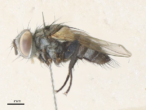  ( - CBG-A31780-H08)  @11 [ ] CreativeCommons - Attribution Share - Alike (2024) CBG Photography Group Centre for Biodiversity Genomics
